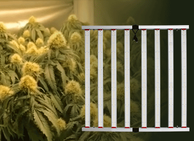 境外植物生长灯