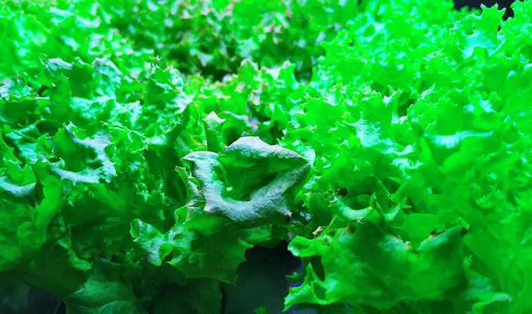 植物补光灯 慈恒植物补光灯.png